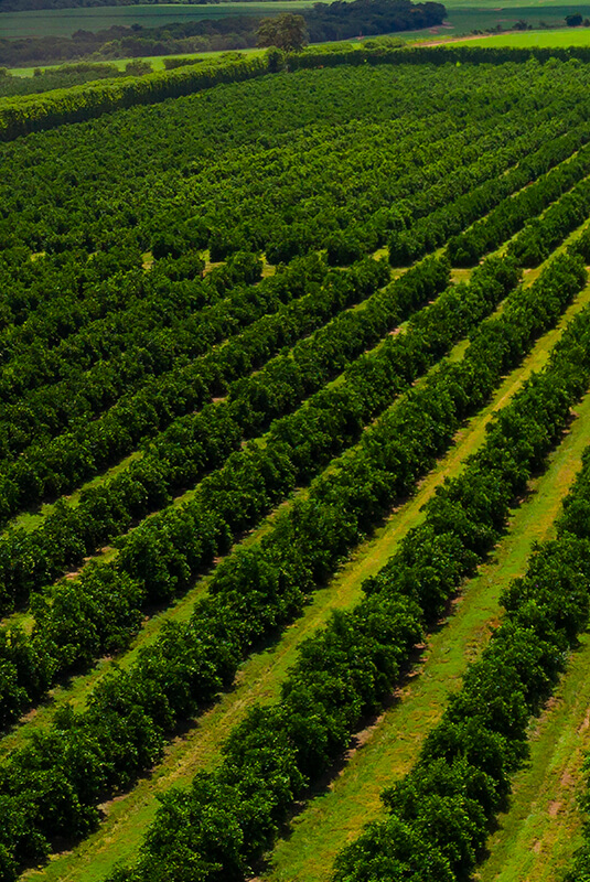 Photo of orange plantation